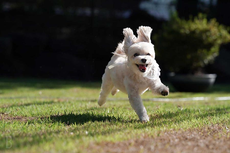 愛犬と泊まれるプライベートドッグラン付きのお部屋